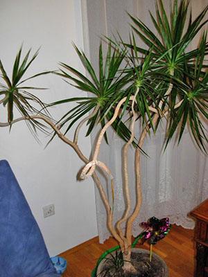 Dracaena sisätiloissa
