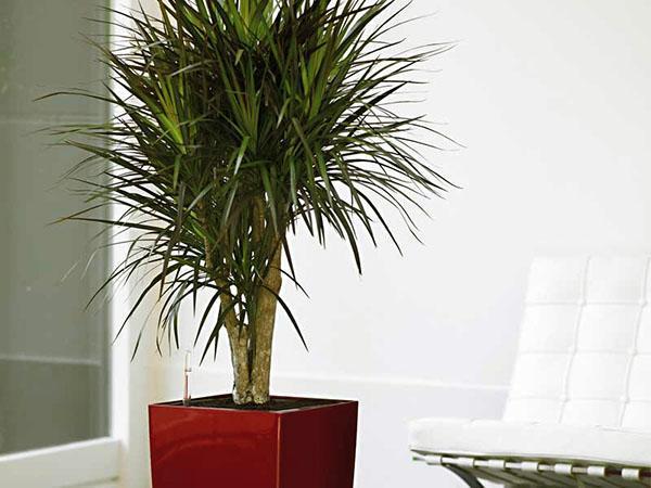 Dracaena ammeessa