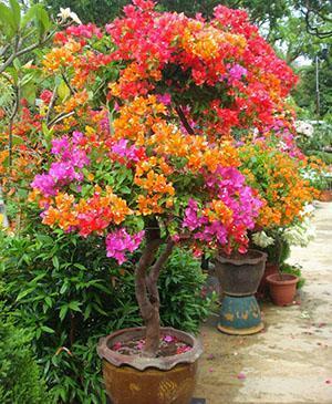 Bougainvillean muodostaminen potissa
