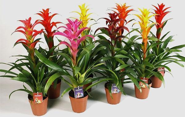 Eri lajikkeiden Guzmania