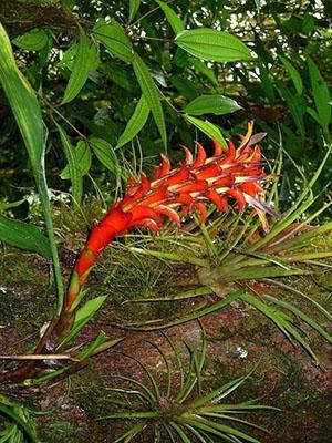 Guzmania luonnossa
