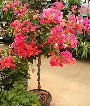 Bougainvillea sisätiloissa