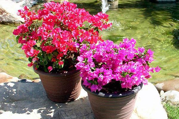 Bougainvillea sisätiloissa