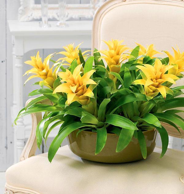 Huone guzmania