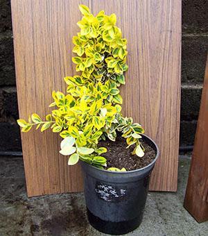 Huone euonymus