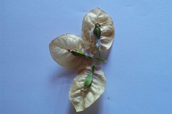 Bougainvillea-siemenlaatikot