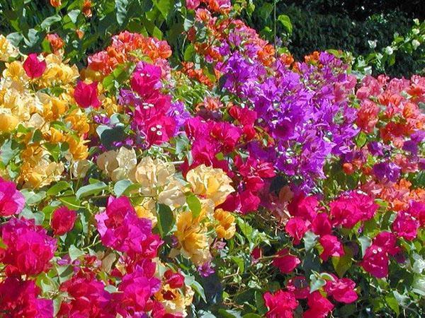 Monivärinen bougainvillea