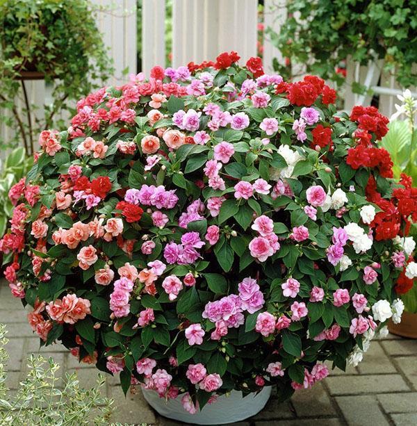 Erilaisia ​​balsamikukintoja