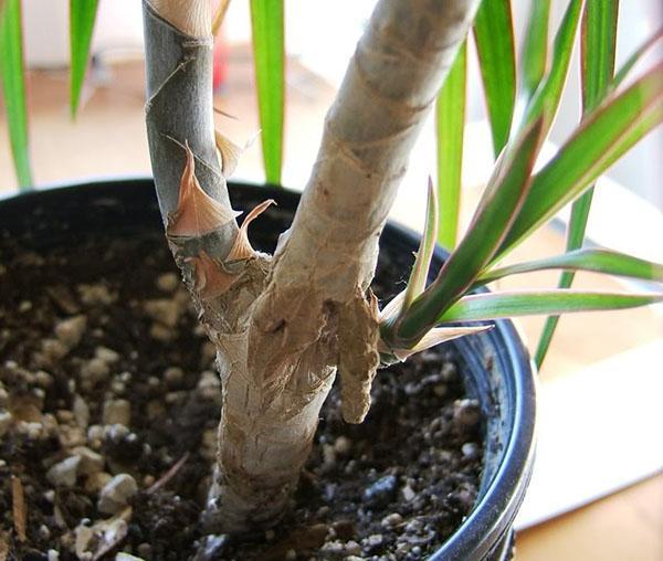 geigenfeige blätter braun Ficus lyrata bambino (Geigenfeige) – Foliage Dreams main image 0