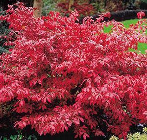 Syksyn euonymus henkilökohtaisella juonella