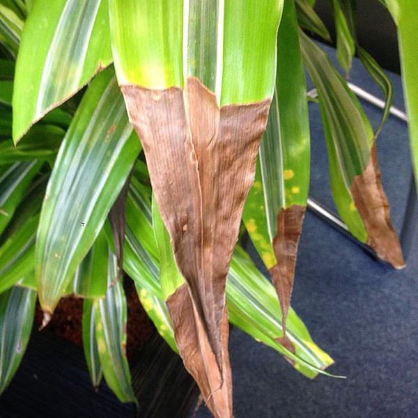 glücksfeder zamioculcas zamiifolia Glücksfeder im 3er-Set für dein Zuhause main image 1
