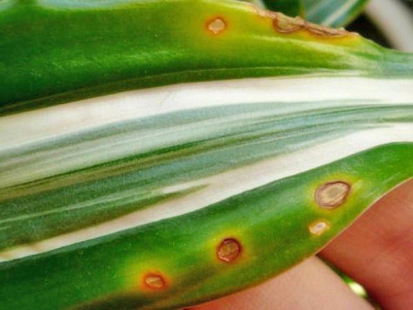 Why do dracaena leaves turn yellow and the tips of leaf plates dry, plant  diseases and their treatment, photo, video