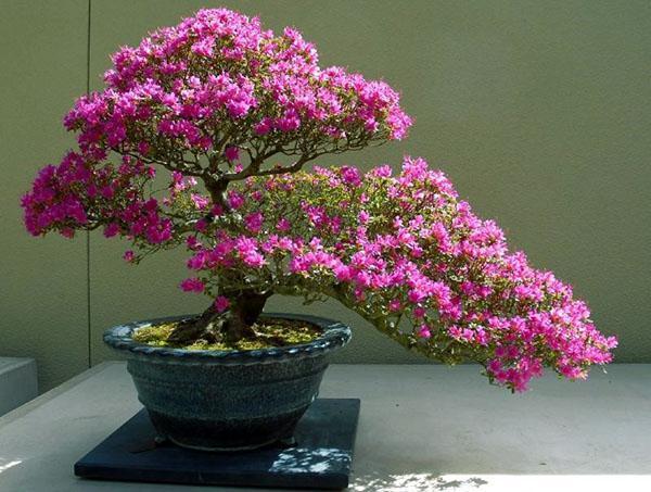 Esimerkki japanilaisen atsalean muodostumisesta bonsai-muodossa
