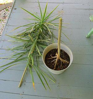 Leikkaa dracaenan yläosa