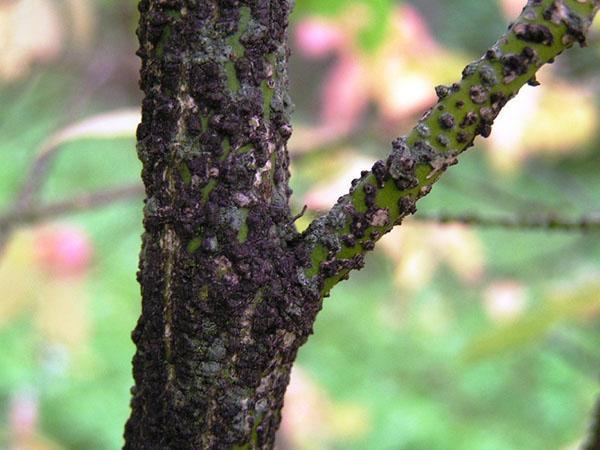 Runko syyliä euonymus
