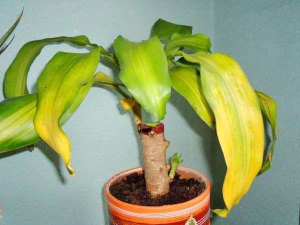 Why do dracaena leaves turn yellow and the tips of leaf plates dry, plant  diseases and their treatment, photo, video