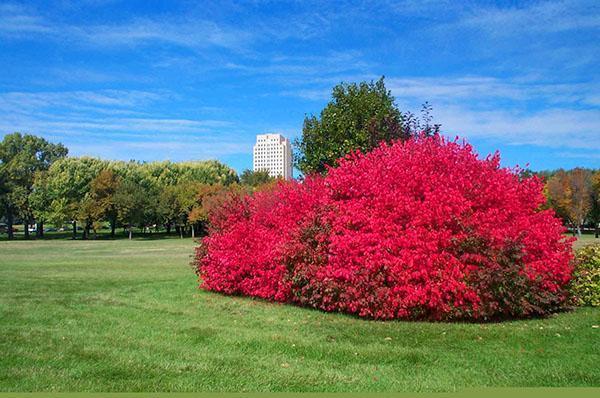 Hämmästyttävän kaunis euonymus