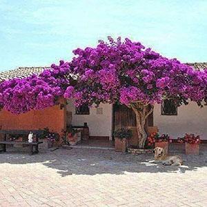 Kodinsisustus - Bougainvillea