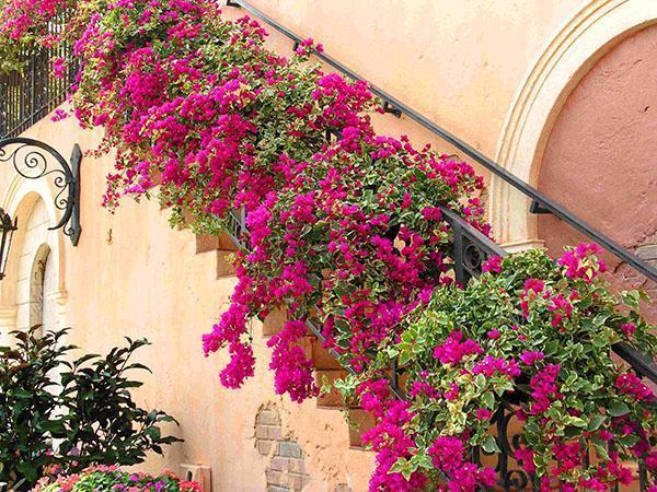 Bougainvillea-portaikon sisustus