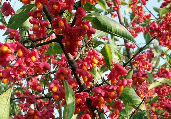 Euonymus-marjat eivät ole syötäviä