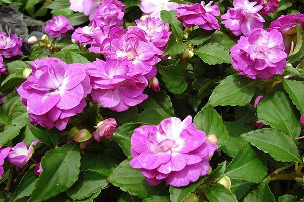 Kirkkaat balsamikukat