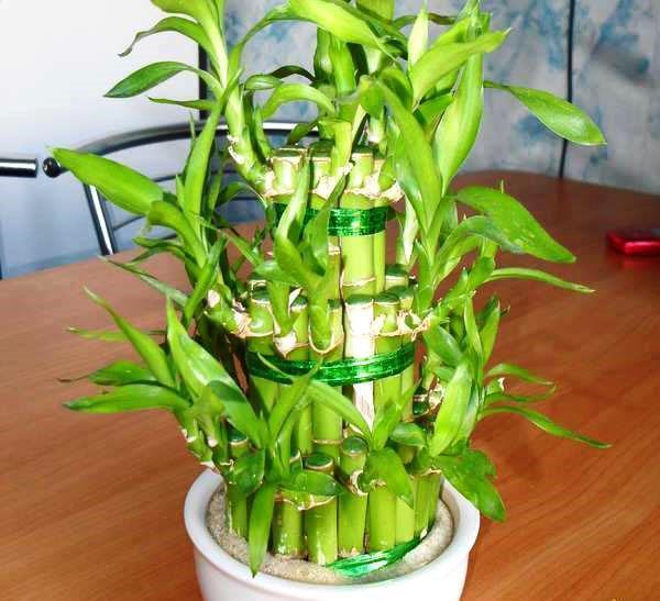 Onnen bambu - dracaena Sander