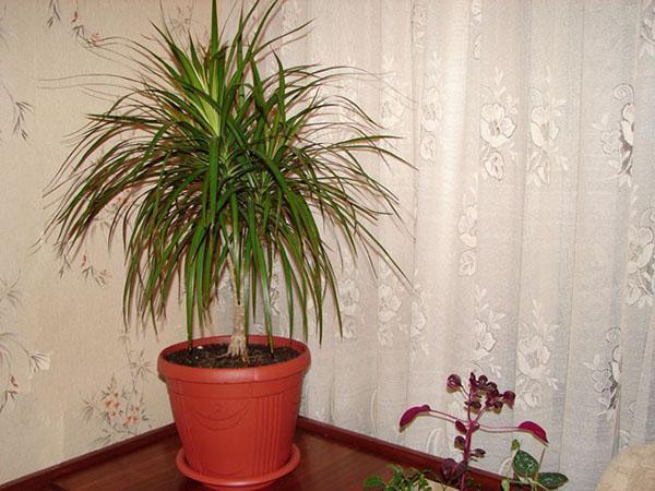 Iso dracaena
