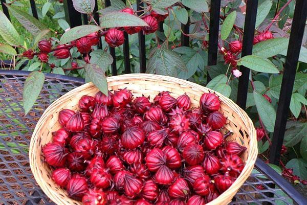 Tee valmistetaan kukkakuppeista ja hibiscus-munasarjoista