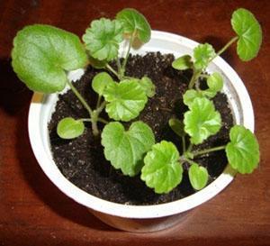 Pelargonioiden kukkimiseksi nopeasti istutetaan useita kasveja yhteen ruukkuun.