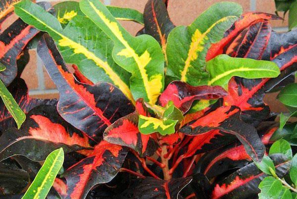 Codiaeum variegatum -lajike Sanderi