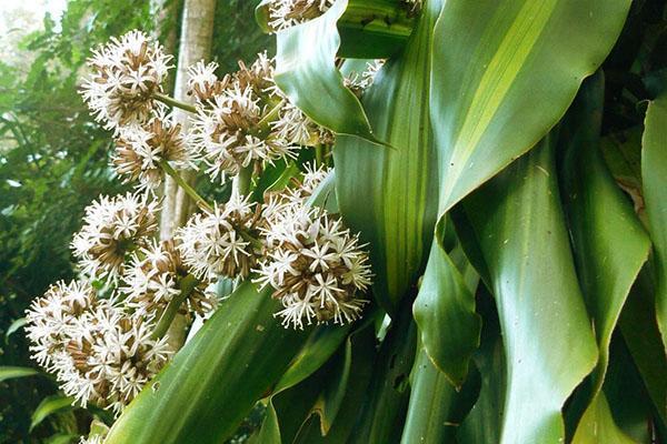 Dracaena kukkii luonnossa