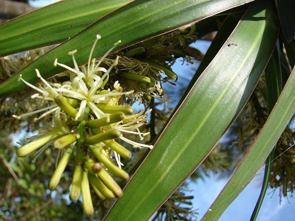 Kukinta dracaena reunustaa