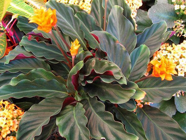 glanzmispel kugelbaum kaufen Glanzmispel als Spalierbaum kaufen | Photinia fraseri 'Red Robin'