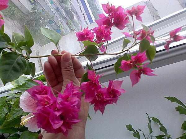 Blooming clerodendrum kotona