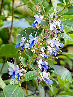 Blooming Ugandan Clerodendrum