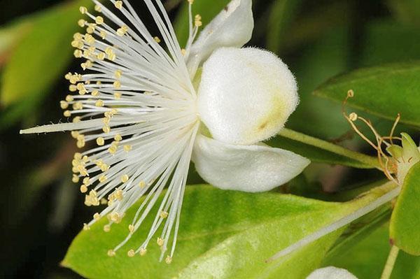 Myrtle kukkii asianmukaisella hoidolla