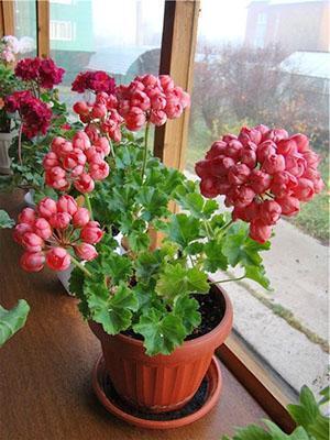 Kukkiva tulppaani kurjenpolvi