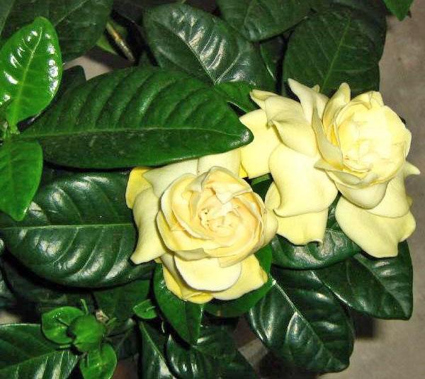 Gardenia kukkii