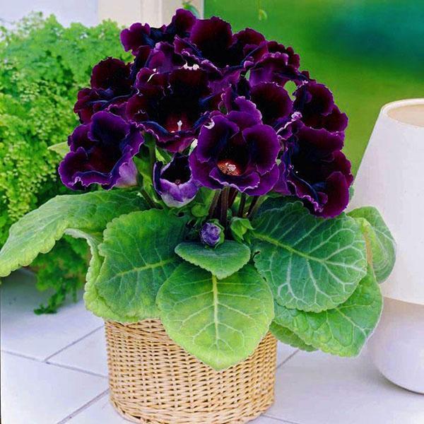 Gloxinia kukkii ikkunalaudalla