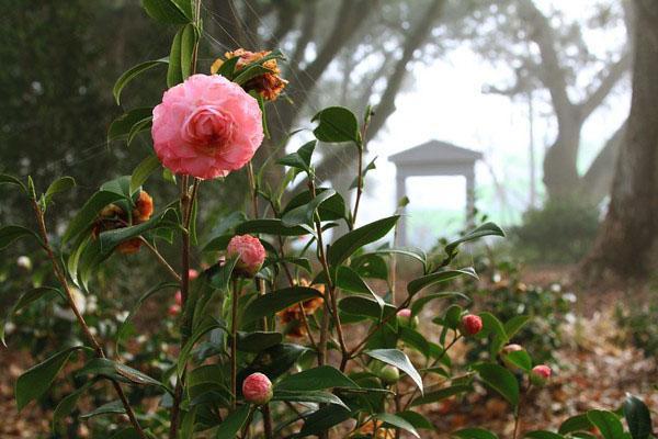 Camellia kukkii puutarhassa