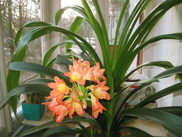Clivia kukkii ikkunalaudalla