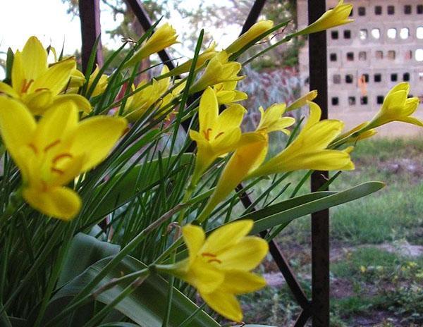 Zephyranthes kukkii