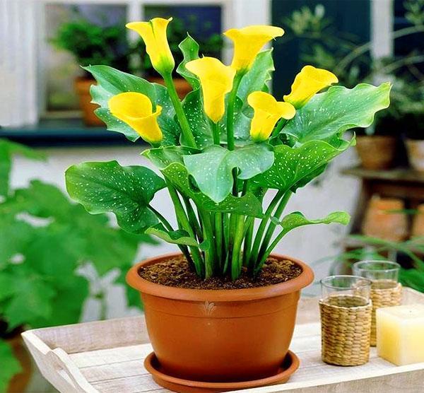 Kukinta zantedeschia tarvitsee runsaasti kastelua