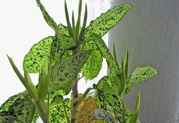 Dieffenbachia kotona