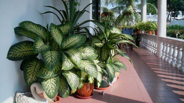 Dieffenbachia terassilla