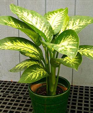 Dieffenbachia elinsiirron jälkeen