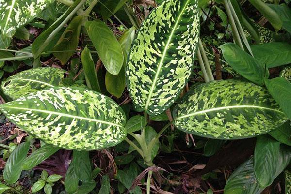 Dieffenbachia huomasi luonnossa