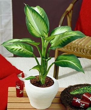 Dieffenbachia sisätiloissa