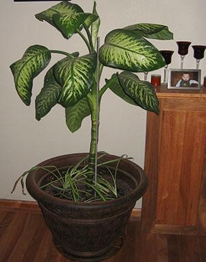 Dieffenbachia huoneessa