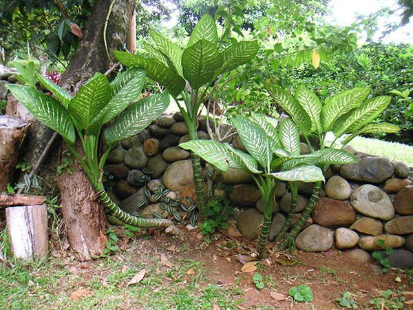 Dieffenbachia puutarhassa